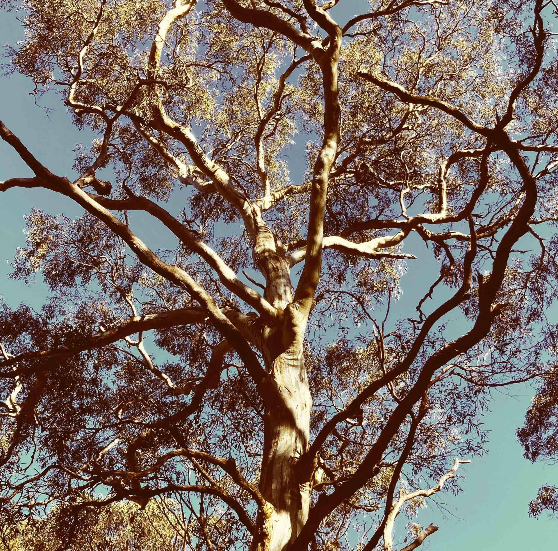 Tree Of Life Gum Tree on Kaurna Country, in Adelaide, South Australia.